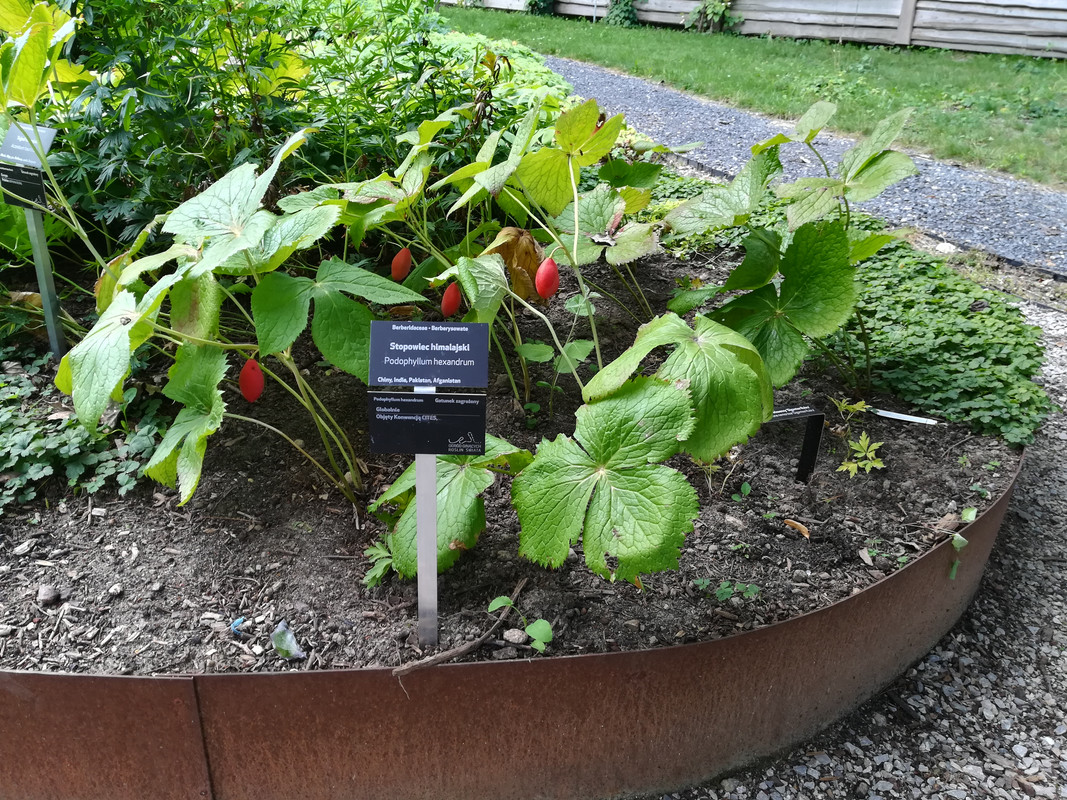 004 - IMG_20190714_130207