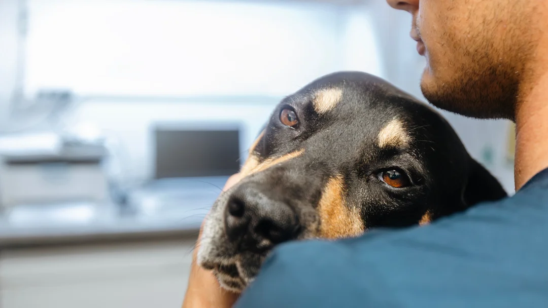 Un hombre sostiene a un perro en sus brazos, mostrando preocupación por los síntomas de intoxicación en el animal.