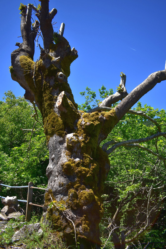 Αθανάσιος Διάκος (14)