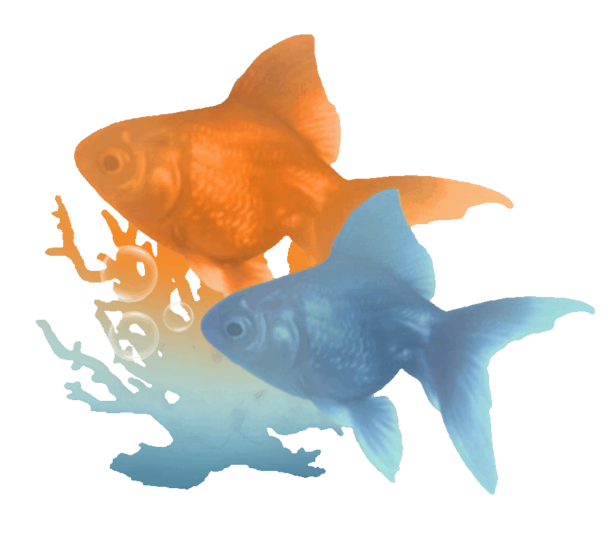  Fish Graphic || Made by Eyra || F2U With Credit 