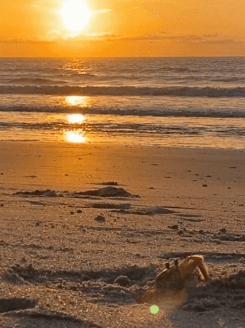 https://i.postimg.cc/vTrY4XPy/sunrise-crab-on-sand-226u69isybj5r3bg.gif