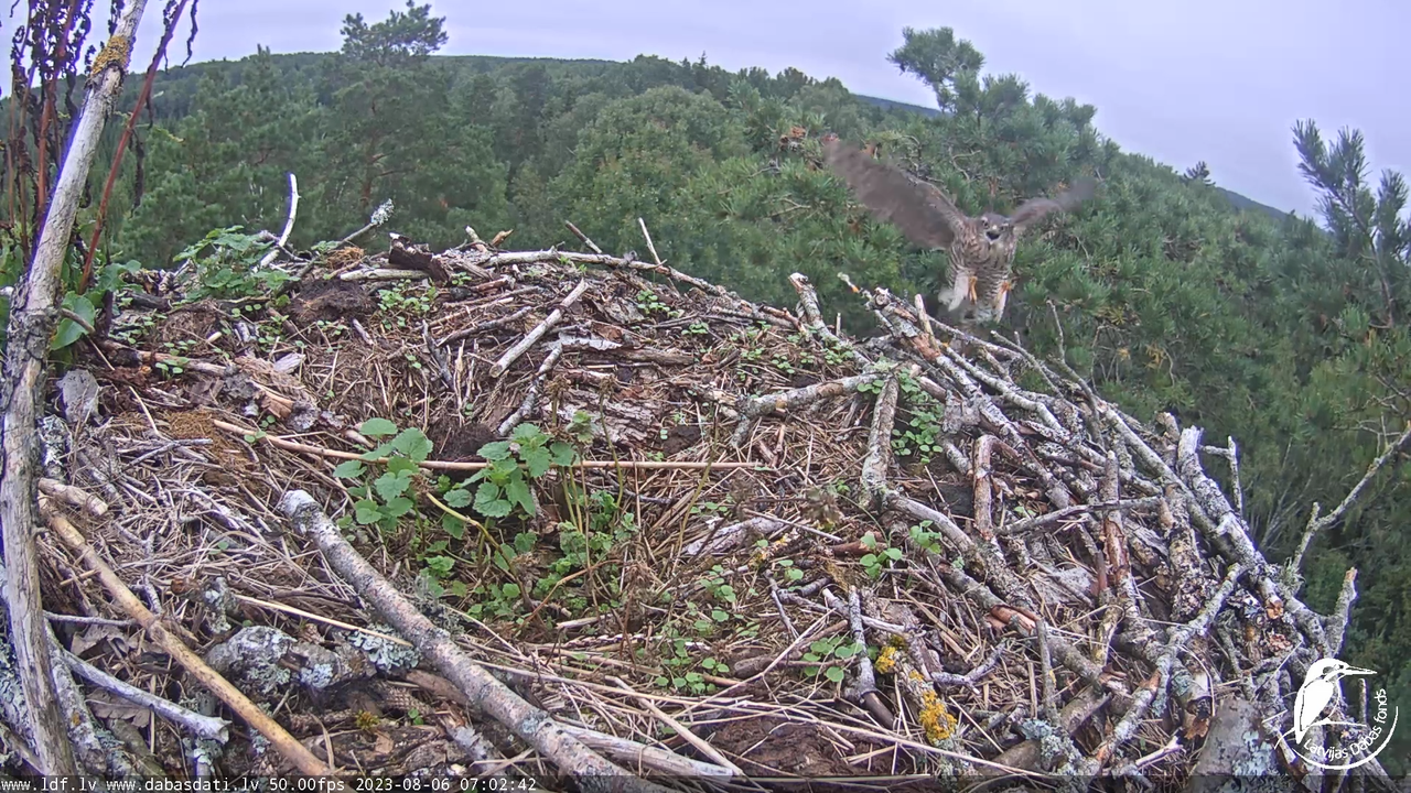 Zivju ērgļi (Pandion haliaetus) Kurzemē - LDF tiešraide 3-33-38 screenshot (1)
