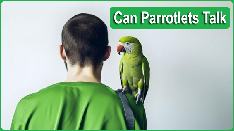 Can Parrotlets Talk