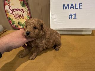 m male 1