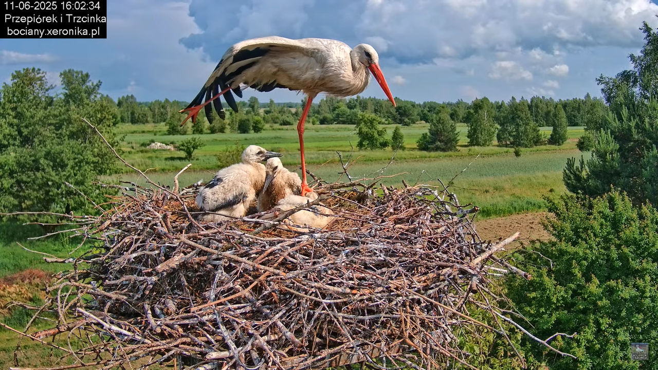 11062025bociany44