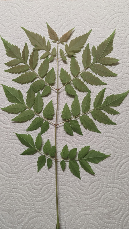 PXL_20230328_071941906.PORTRAIT