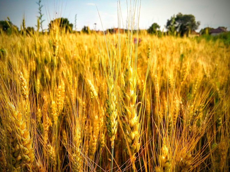 goldcornfield.jpg
