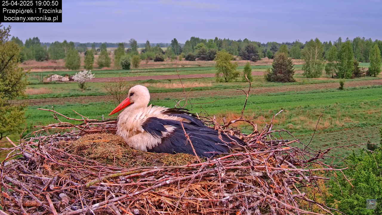 25042025bociany22
