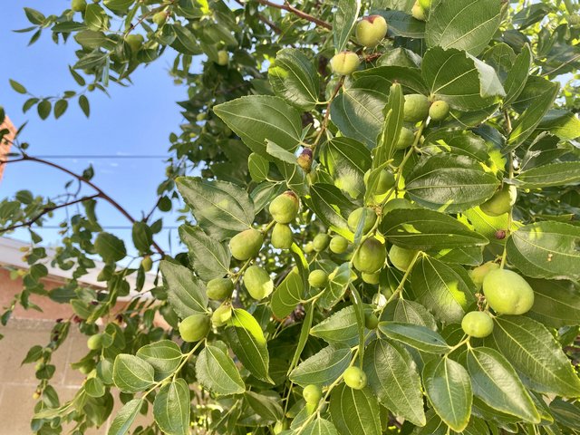 [Image: 900-E03-E3-AF07-4285-8116-1-ECDB15-DA8-F0.jpg]