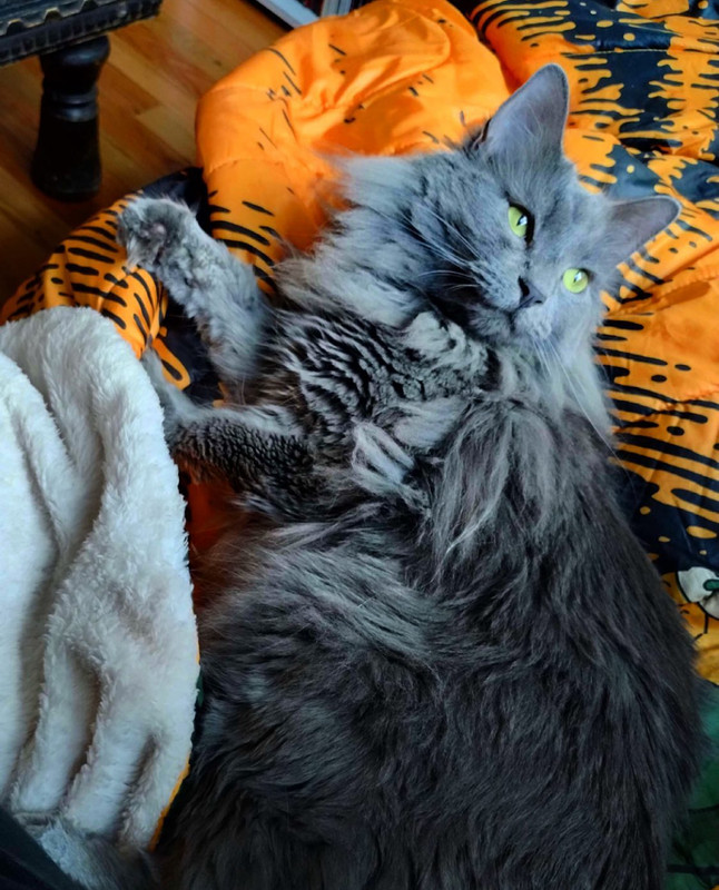 A long haired gray cat is lounging on a camping blanket