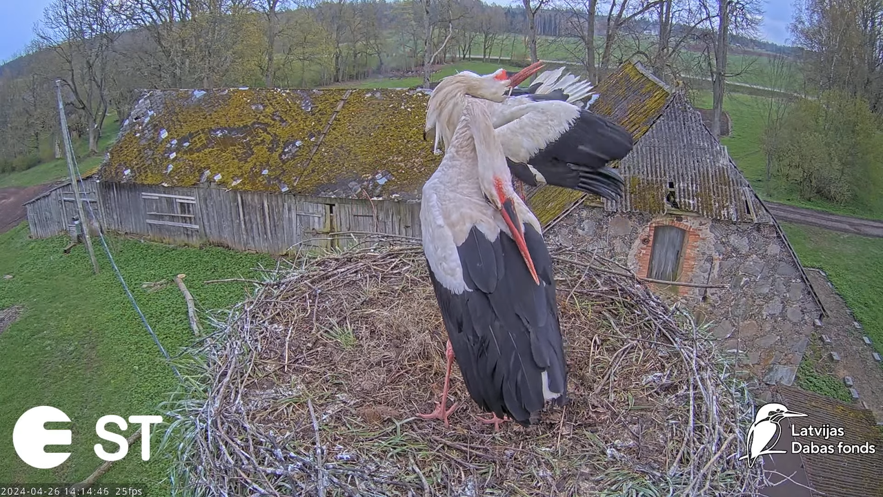 Baltie stārķi (Ciconia ciconia) Tukuma novadā - LDF tiešraide __ White storks in Tukums, Latvia 8-21