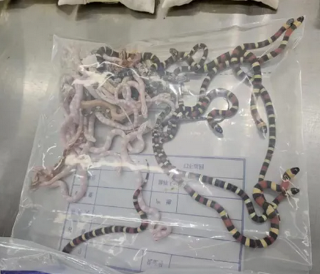 Man-tries-to-smuggle-100-snakes.png