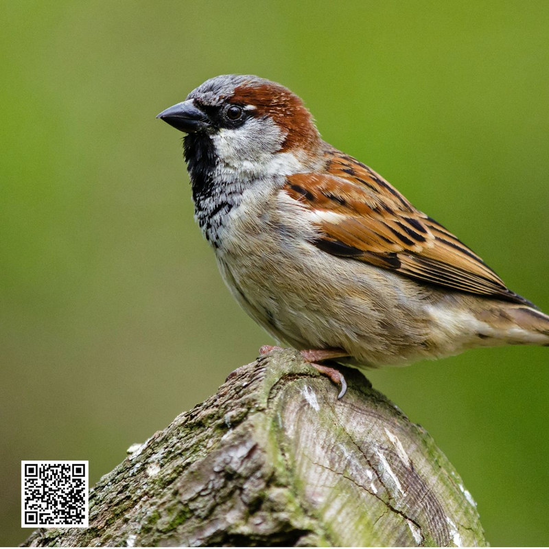How Urbanization Has Affected Sparrow Nesting Sites?