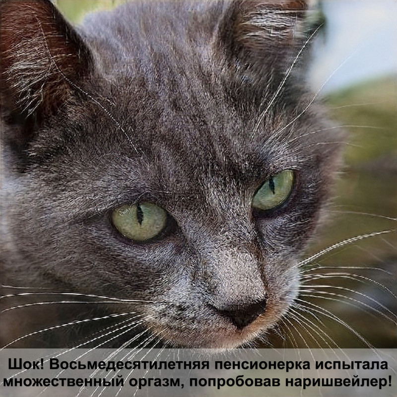 окрас вискас у кошек