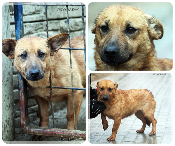 BeFunky-collage (20)