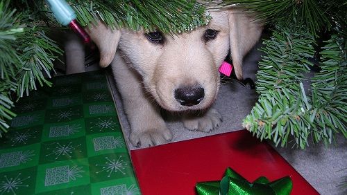 Il cane e la paura dei botti: che cosa fare dans No ai botti pericolosi Paura-botti-capodanno