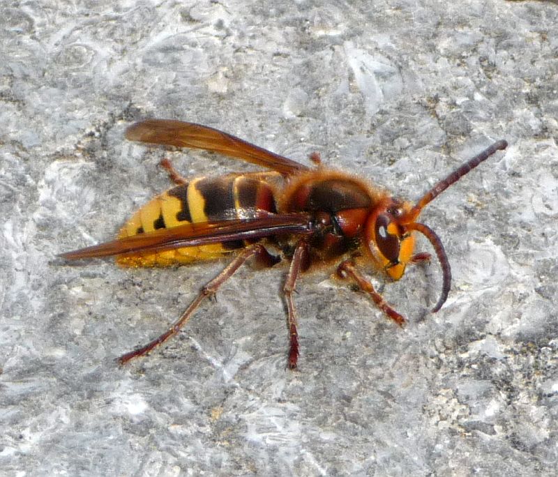 0910-Hornet.jpg