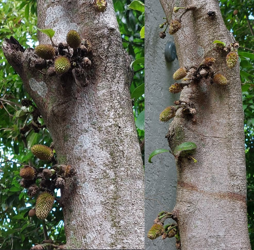 soursop 2026 r