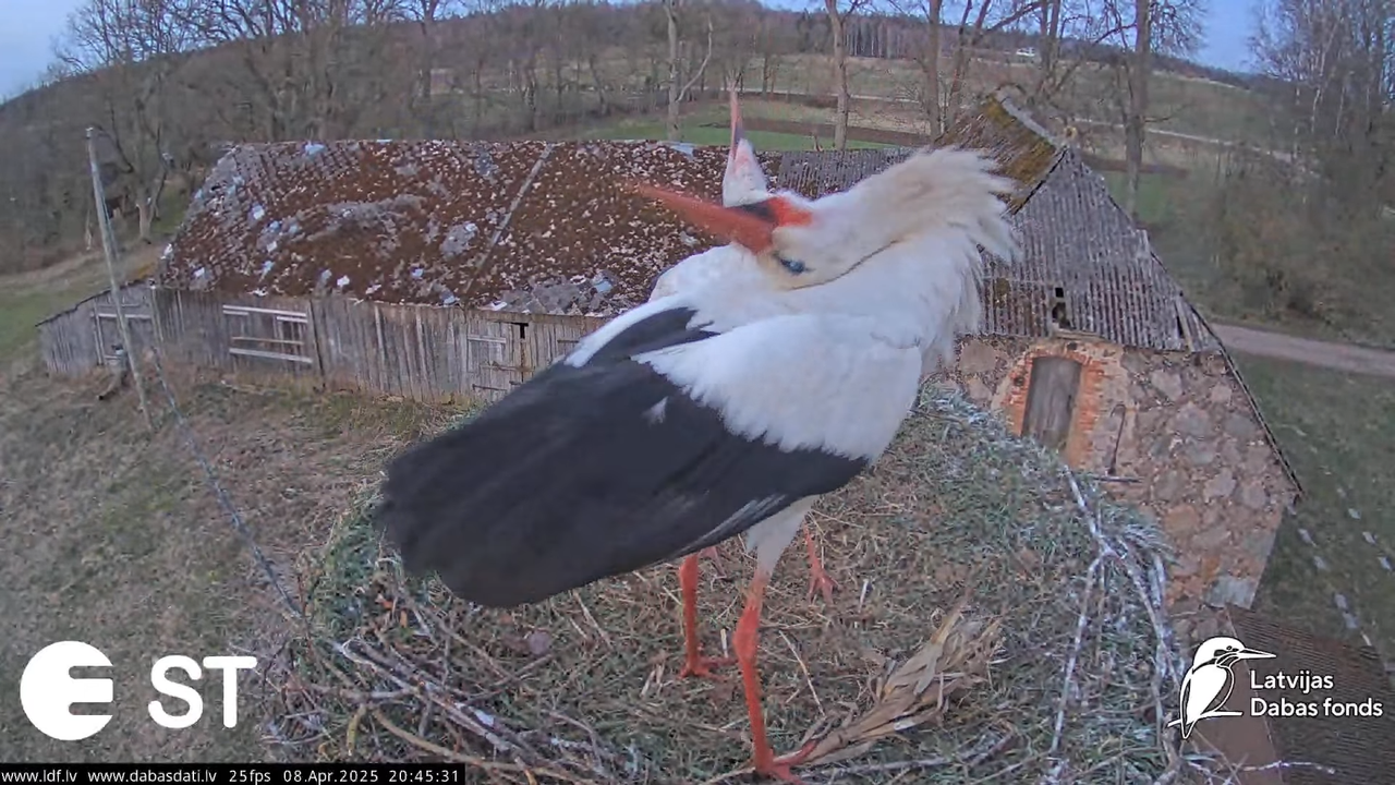 (15) Baltie stārķi (Ciconia ciconia) Tukuma novadā __ White storks in Tukums, Latvia - YouTube - 768