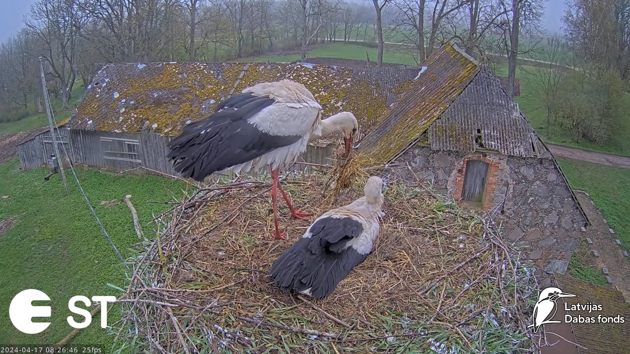 Baltie stārķi (Ciconia ciconia) Tukuma novadā - LDF tiešraide __ White storks in Tukums, Latvia 4-16