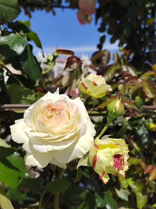 https://i.postimg.cc/vZ1cbgzd/06-IMG-20250529-125734.jpg