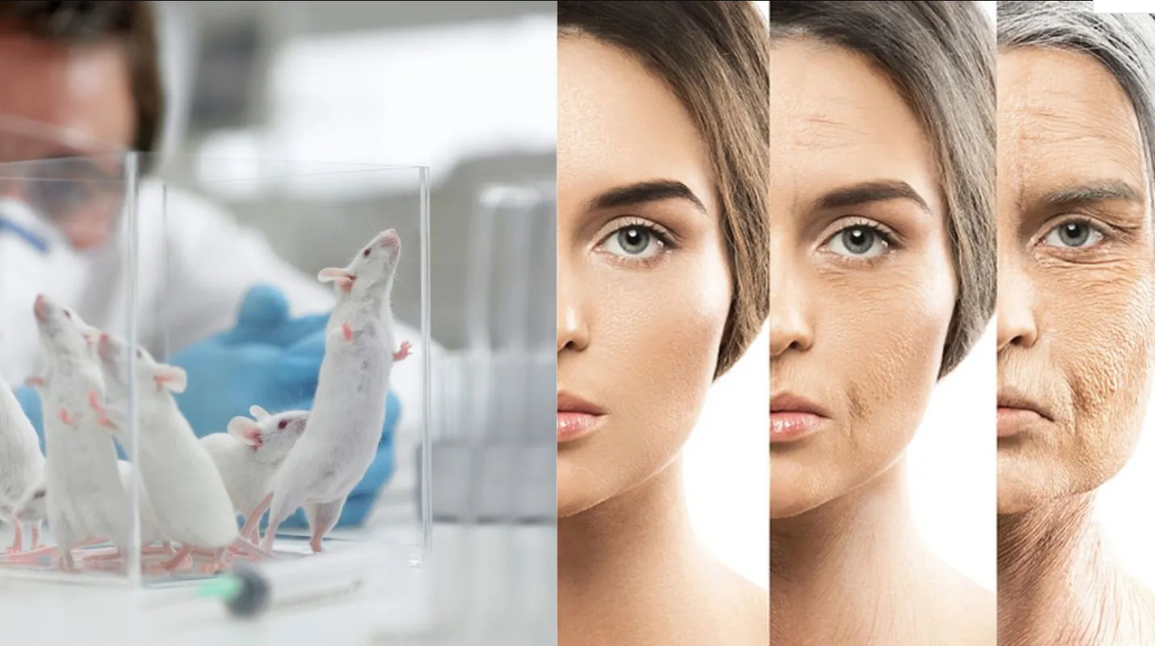¿El secreto de la eterna juventud? Logran revertir el envejecimiento