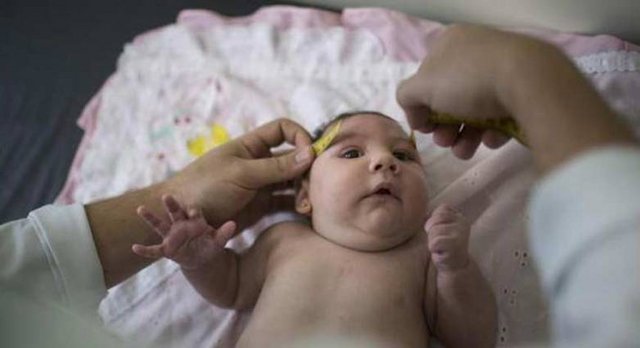 zika.jpg