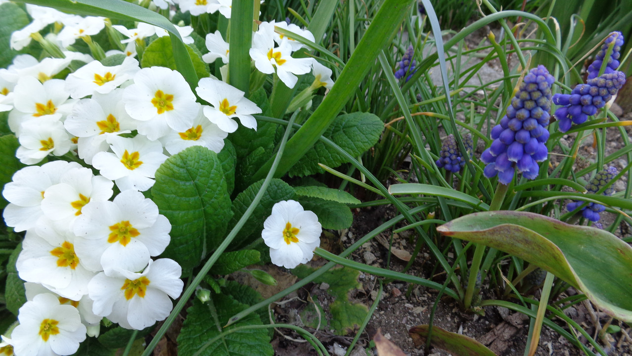 Иглика(Primula) - Page 122 - Форум HobbyKafe.com