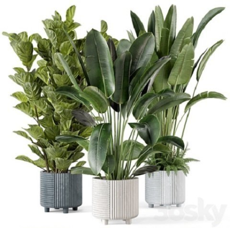 3DSky - Indoor Planters in Cecilia Ficonstone Pot – Set 409 3D Model