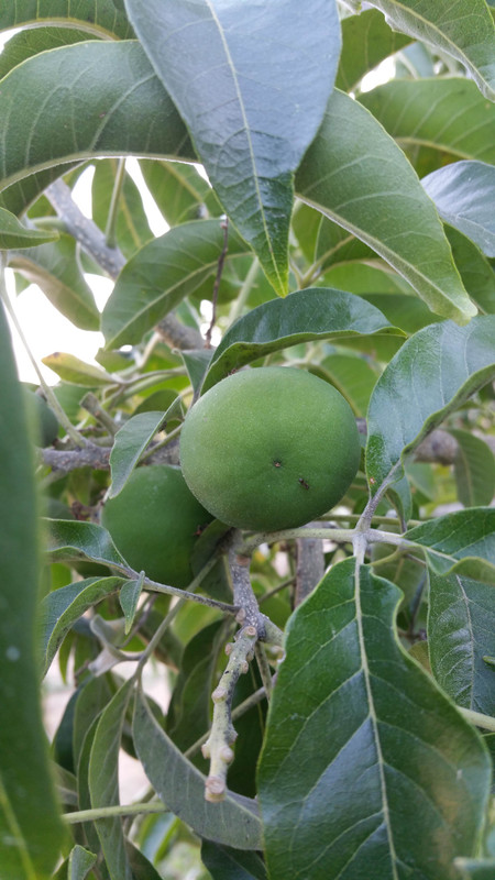 White Sapote Fruits1 (Suebelle7)