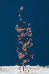 Drosera6