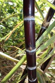 5F39F880-EACE-419E-9F6D-130A9FE3D341