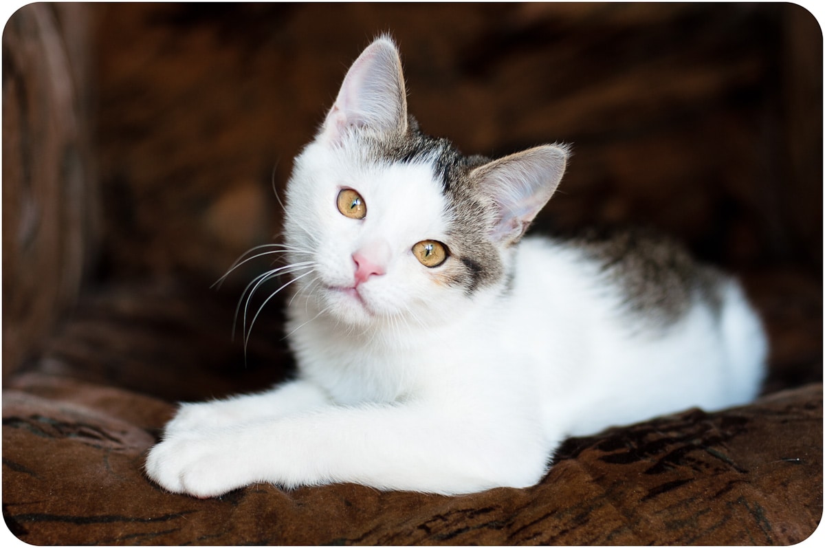 Купить Гладкошерстного Котенка В Москве