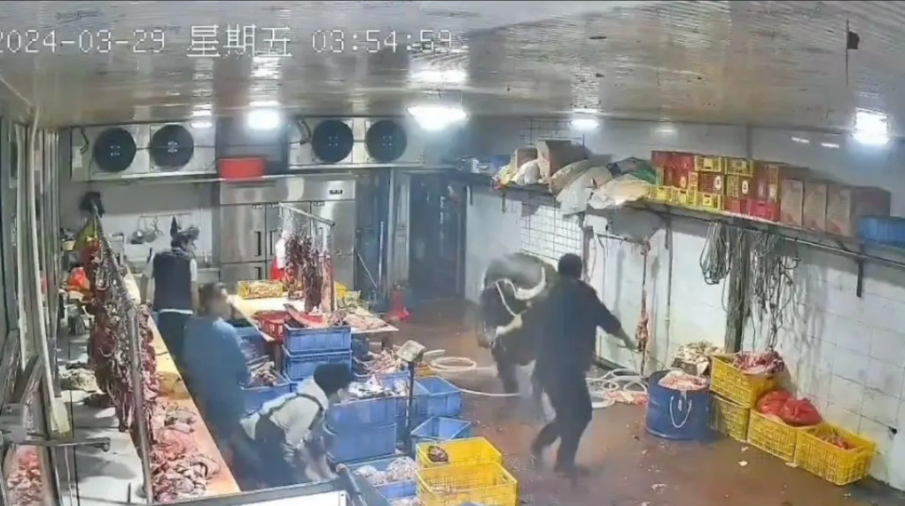 ¡Vaca fuera de control! Animal escapa del matadero y ataca a empleados