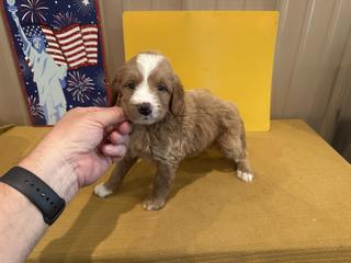 belle yellow female