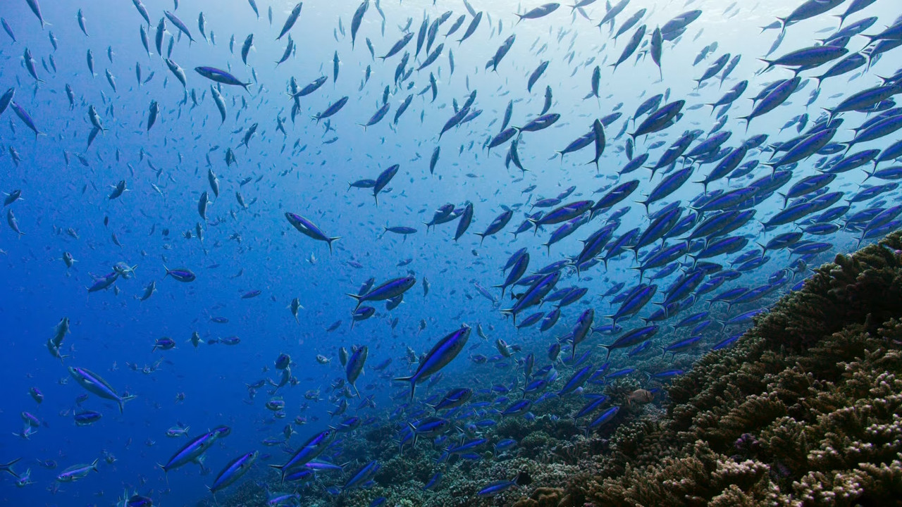 Blue Planet II S01E03 Coral Reefs (1080p x265 10bit Tigole).mkv_