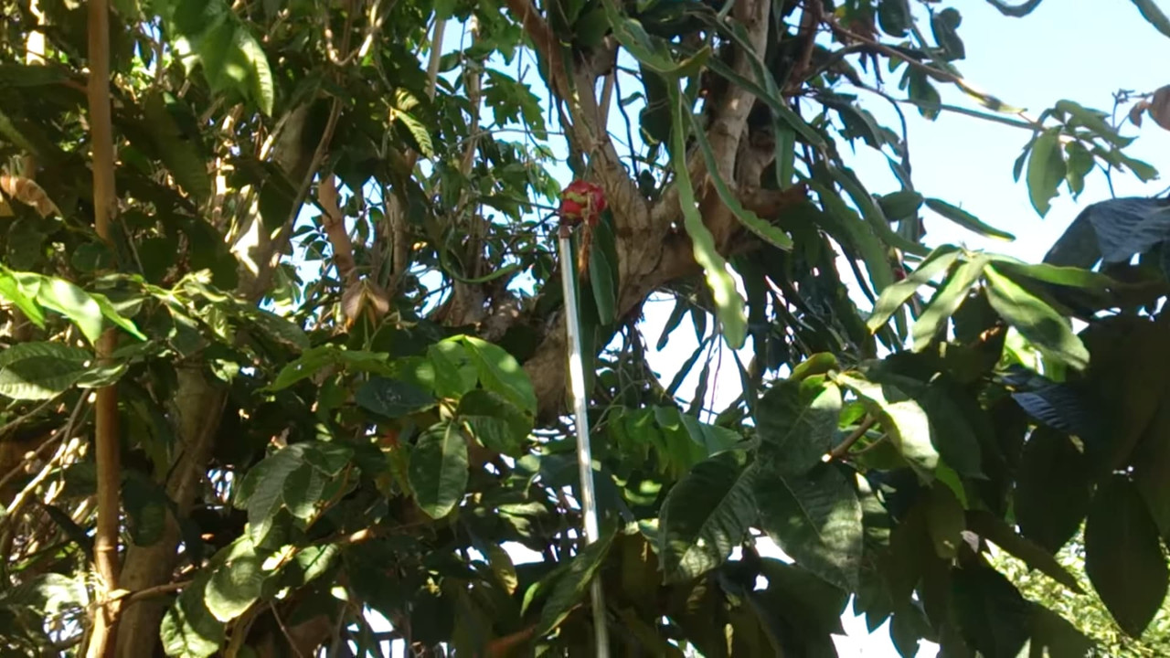 dragon-fruit-vines-on-a-tree.jpg