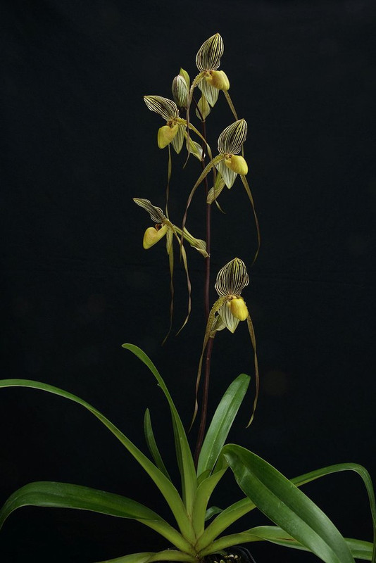 Paphiopedilum Saint Swithin 'Emily' DSC_1470