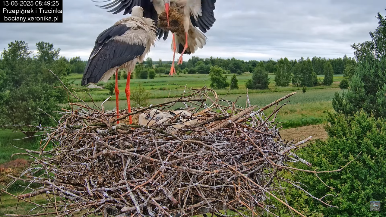 13062025bociany21