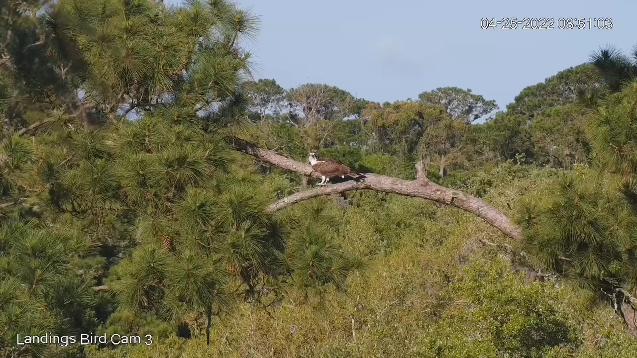 Live! Savannah Ospreys (Cam 3 PTZ) _ Cornell Lab & Skidaway Audubon 7-24-43 screenshot
