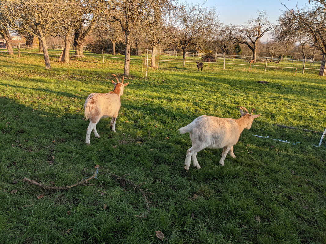 PXL_20201129_141213790