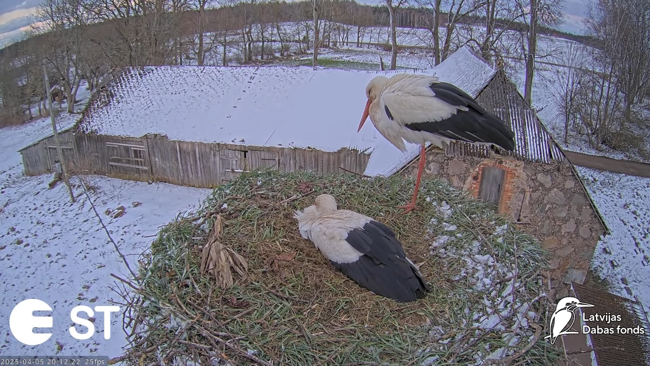 (3) Baltie stārķi (Ciconia ciconia) Tukuma novadā __ White storks in Tukums, Latvia - YouTube - 896_