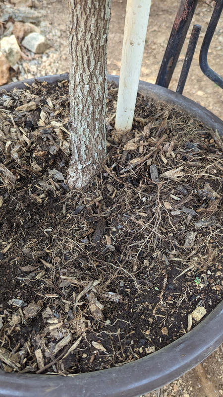 PXL_20240517_160147391