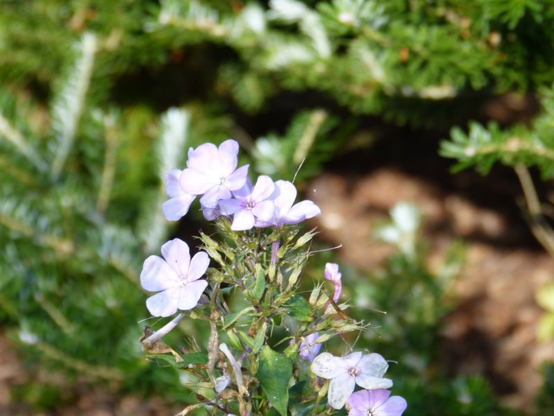 2014-11-01 Novemberblüten 15
