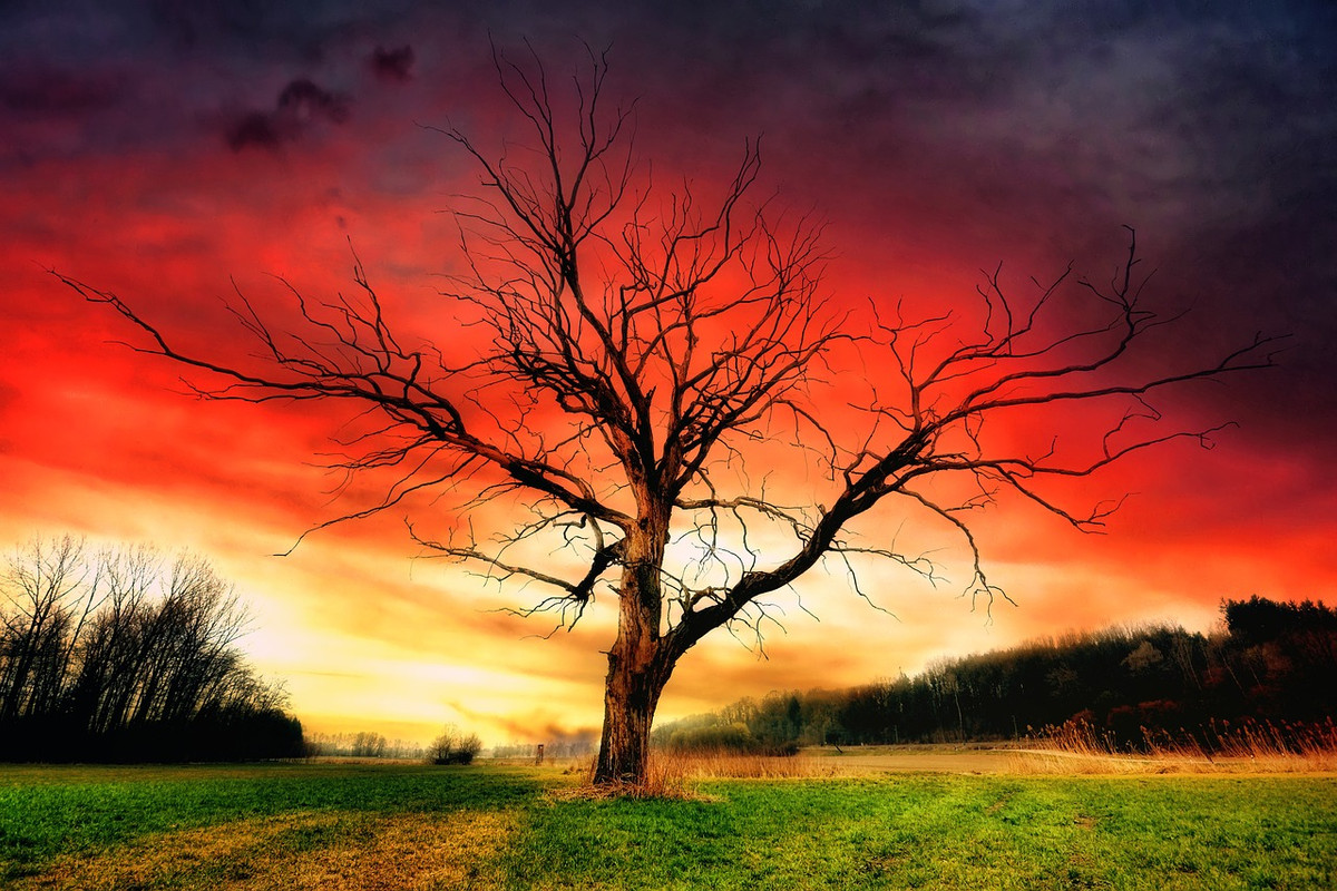 red-sky-tree.jpg