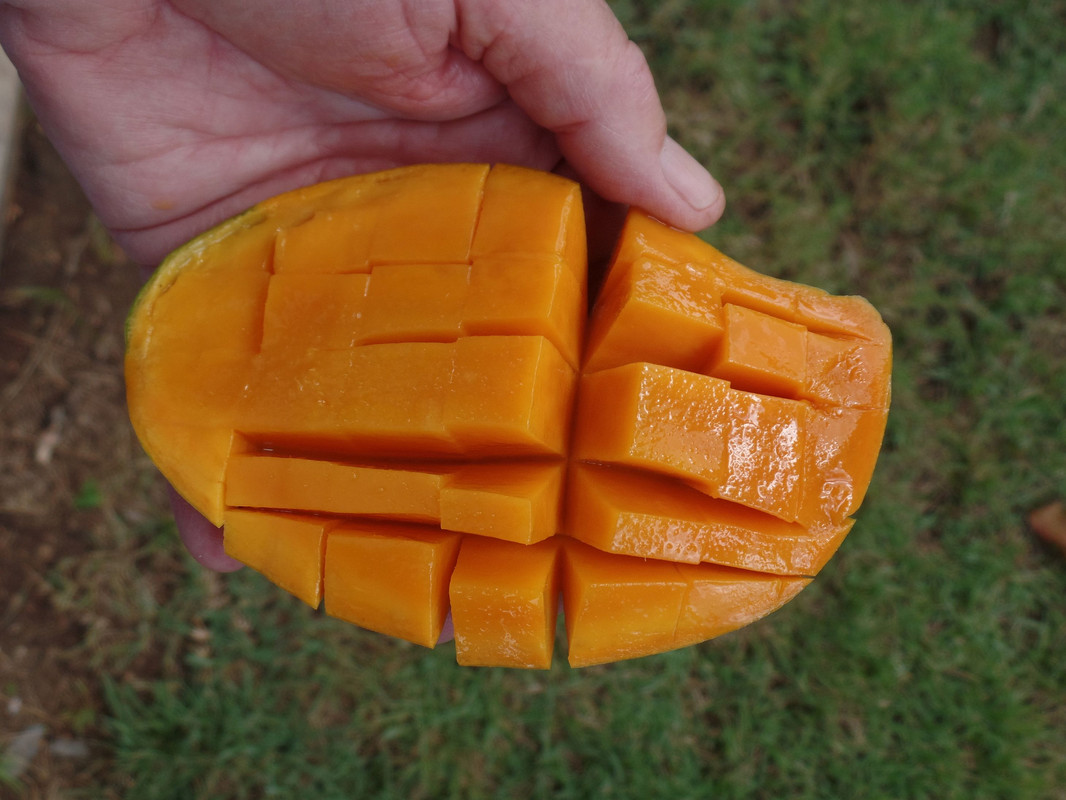LZFruitAug28#2