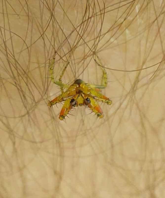 Spider 3