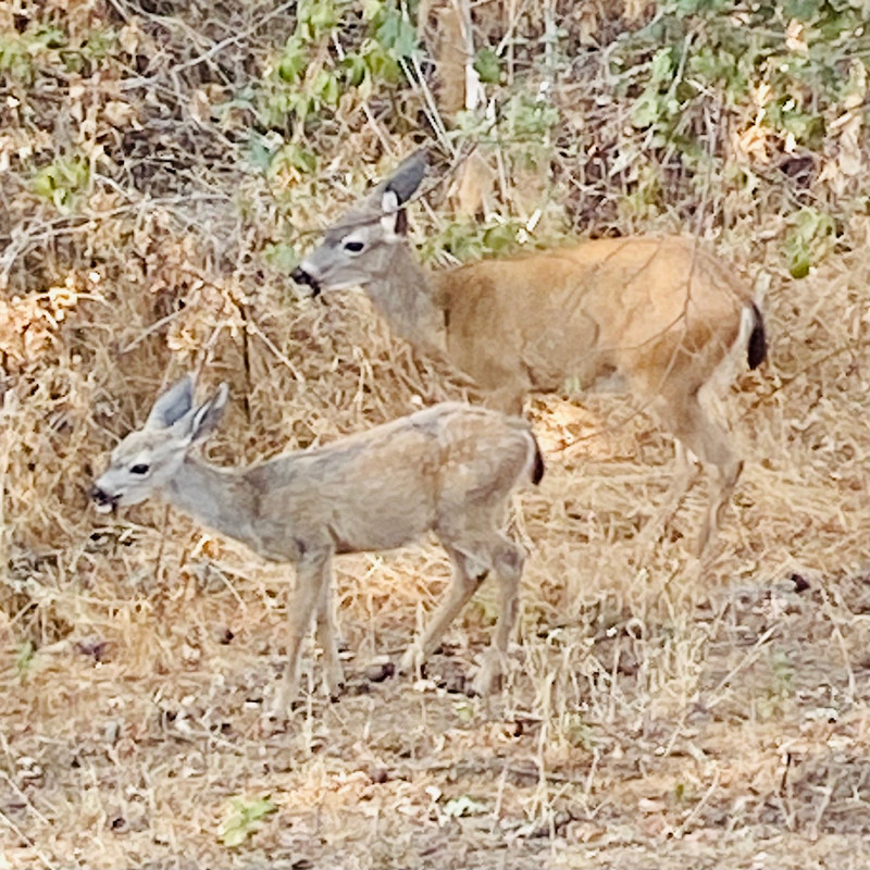 987DB489-5F0E-4505-B411-BC1802649EAD