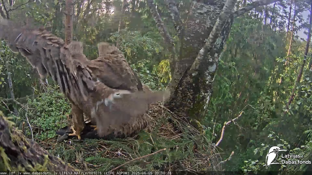 Mazais ērglis (Clanga pomarina), ligzda bērzā 17-18-3 screenshot