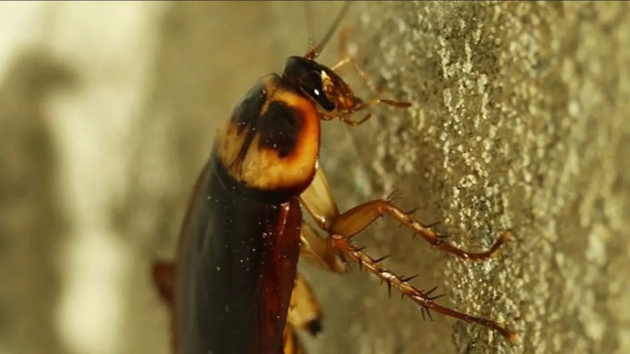 ¿Hay cucarachas en tu casa? Estas son las enfermedades que pueden causar